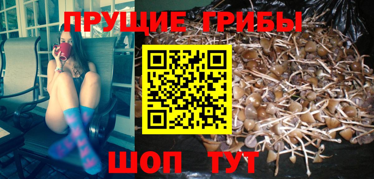 Псков  Псилоцибиновые грибы прущие грибы  Вход с VPN 